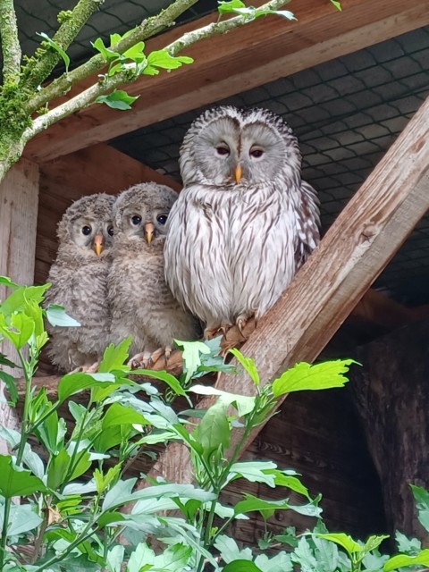 Programme de réintroduction de Chouette de l’Oural